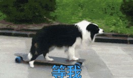 叶枫爆料边牧视频大全集,边牧视频大全集，带你领略狗狗智慧风采