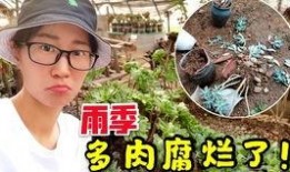 巴卡尼前后爆料视频,真相与反转的较量