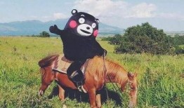 金吉鸟最新爆料视频大全,精彩瞬间一网打尽