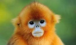 金吉鸟最新爆料视频大全,精彩瞬间一网打尽