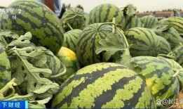 山东两位网红吃瓜视频,一场意外的“吃瓜”盛宴