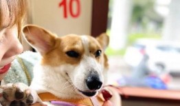 娱乐吃瓜菌宠物,揭秘娱乐圈中的萌宠生活