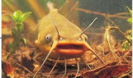 北极鲶鱼最新爆料图片