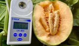 吃瓜合集免费,揭秘娱乐圈幕后故事，免费畅享娱乐盛宴