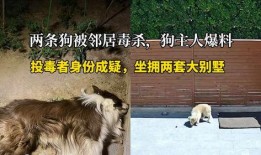 叶枫爆料边牧视频大全集,边牧视频大全集，带你领略狗狗智慧风采