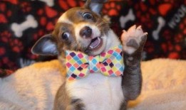 娱乐吃瓜菌宠物,揭秘娱乐圈中的萌宠生活